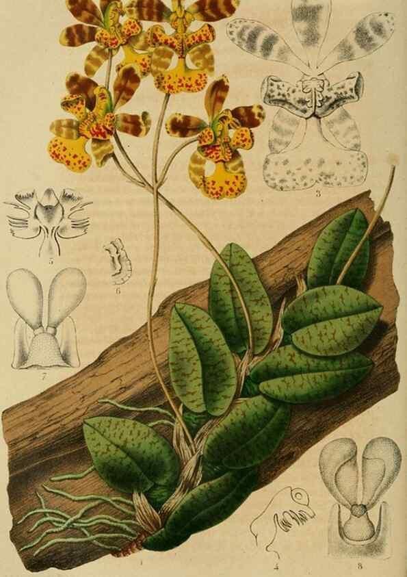 Reproducción/Reproduction 49265278657: Belgique horticole.. Liége.. 