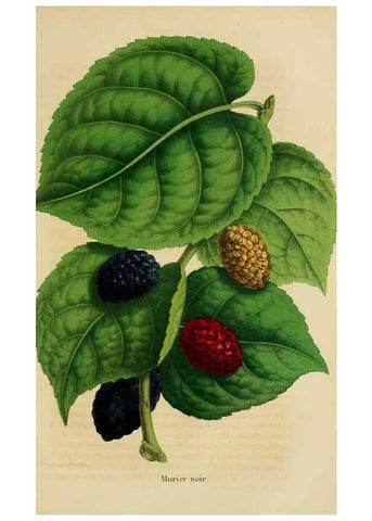 Reproducción/Reproduction 49265084366: Belgique horticole.. Liége.. 