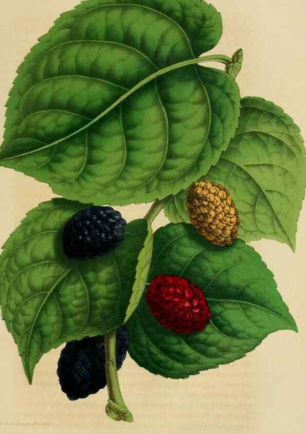 Reproducción/Reproduction 49265084366: Belgique horticole.. Liége.. 