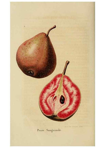 Reproducción/Reproduction 49264616228: Belgique horticole.. Liége.. 