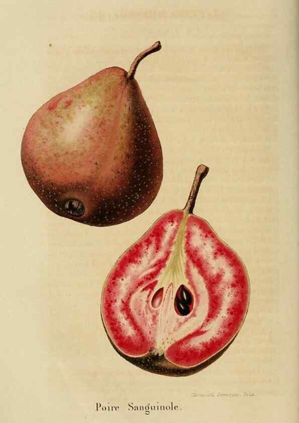 Reproducción/Reproduction 49264616228: Belgique horticole.. Liége.. 