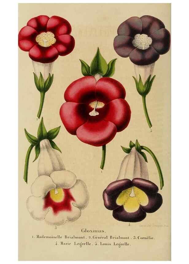 Reproducción/Reproduction 49264616523: Belgique horticole.. Liége.. 