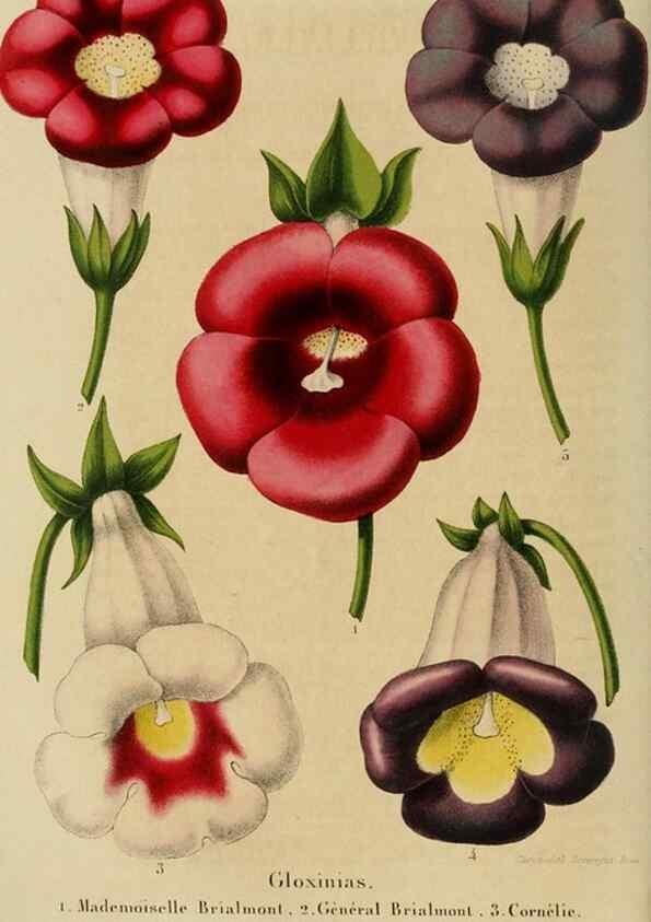 Reproducción/Reproduction 49264616523: Belgique horticole.. Liége.. 