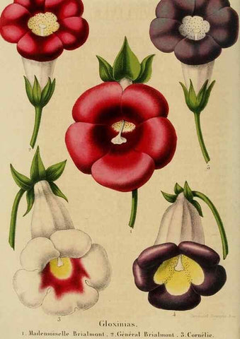 Reproducción/Reproduction 49264616523: Belgique horticole.. Liége.. 