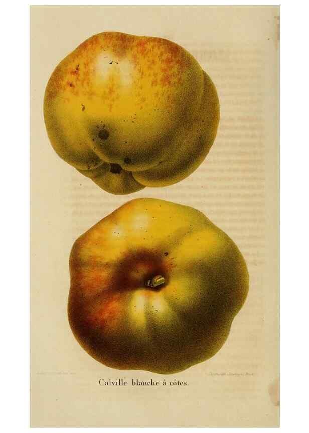 Reproducción/Reproduction 49264617428: Belgique horticole.. Liége.. 