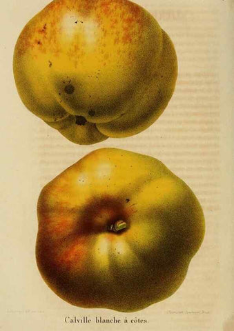 Reproducción/Reproduction 49264617428: Belgique horticole.. Liége.. 