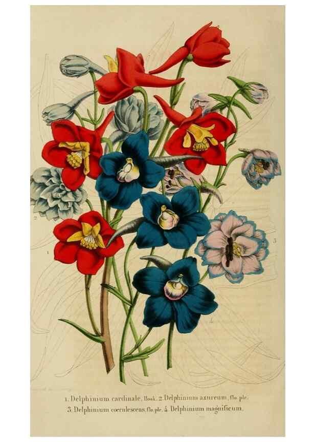 Reproducción/Reproduction 49265274282: Belgique horticole.. Liége.. 