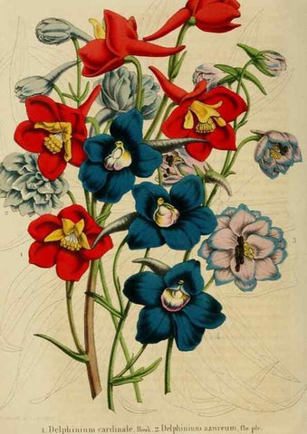 Reproducción/Reproduction 49265274282: Belgique horticole.. Liége.. 
