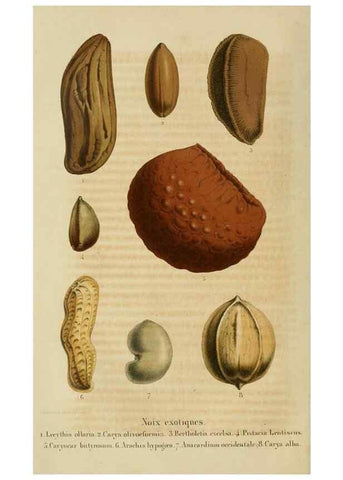 Reproducción/Reproduction 49264618118: Belgique horticole.. Liége.. 