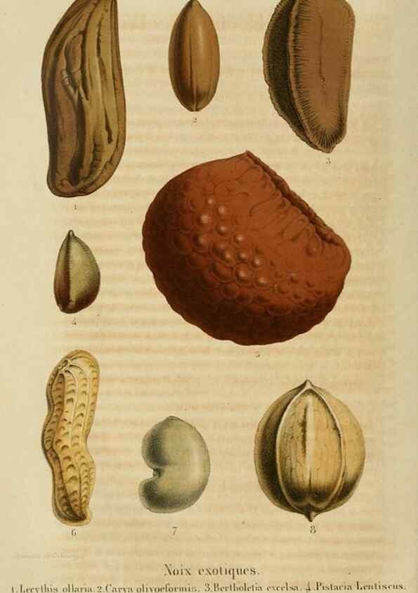 Reproducción/Reproduction 49264618118: Belgique horticole.. Liége.. 