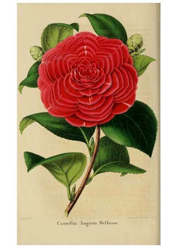 Reproducción/Reproduction 49265272012: Belgique horticole.. Liége.. 