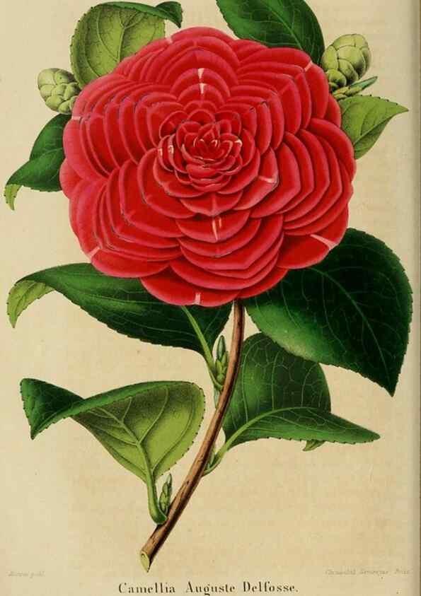 Reproducción/Reproduction 49265272012: Belgique horticole.. Liége.. 