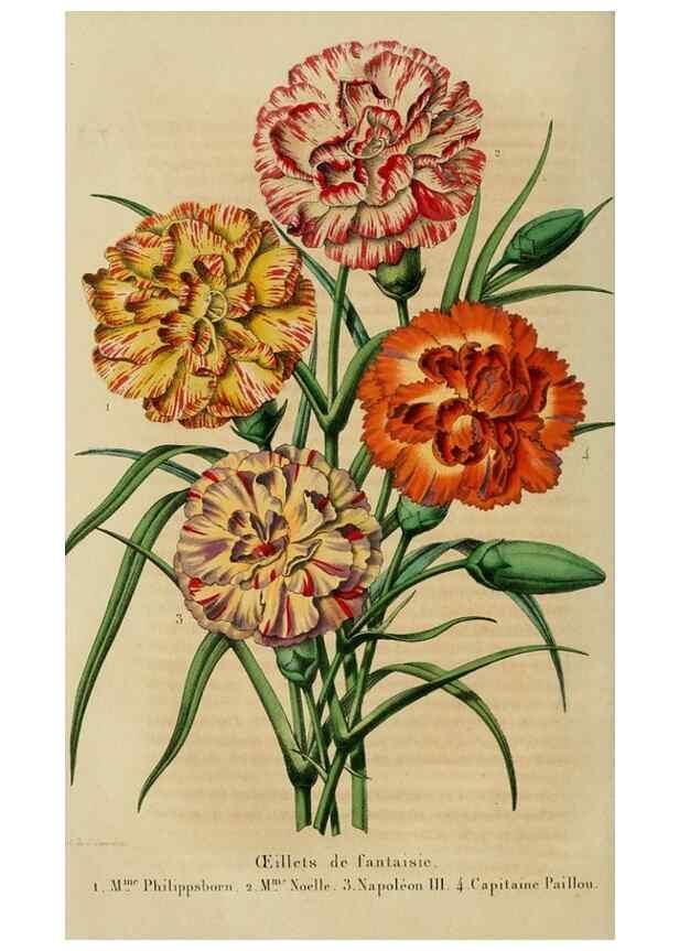 Reproducción/Reproduction 49264618448: Belgique horticole.. Liége.. 