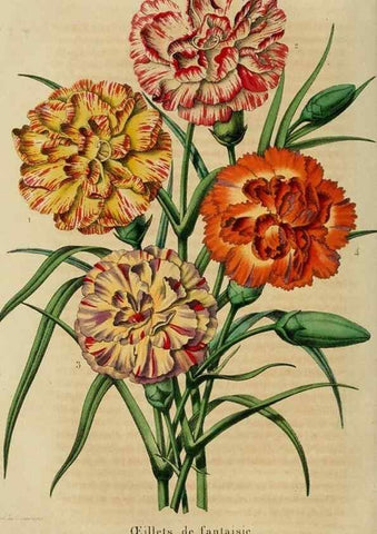 Reproducción/Reproduction 49264618448: Belgique horticole.. Liége.. 