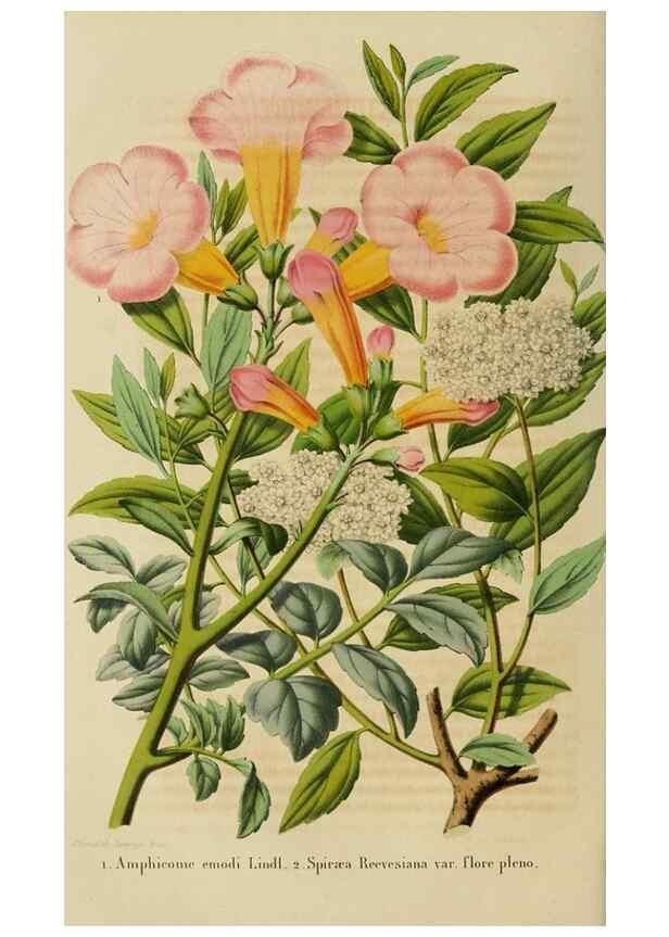 Reproducción/Reproduction 49264619358: Belgique horticole.. Liége.. 