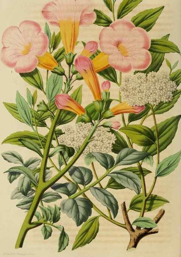 Reproducción/Reproduction 49264619358: Belgique horticole.. Liége.. 