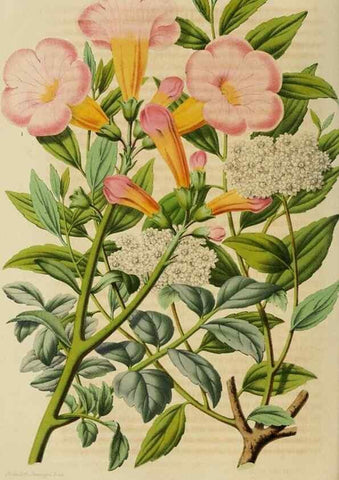 Reproducción/Reproduction 49264619358: Belgique horticole.. Liége.. 