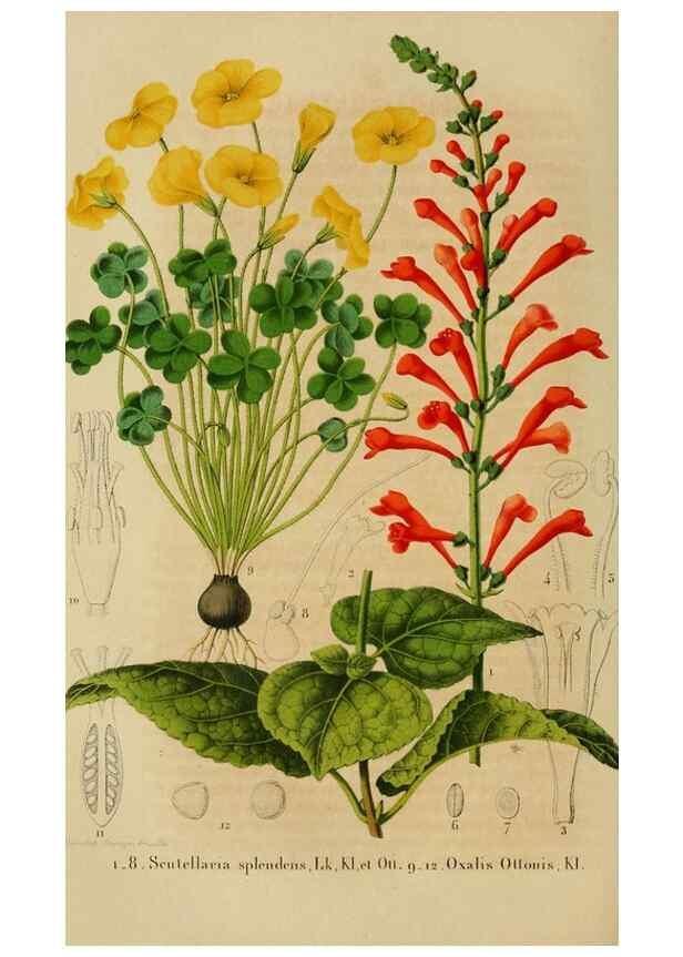 Reproducción/Reproduction 49265082536: Belgique horticole.. Liége.. 