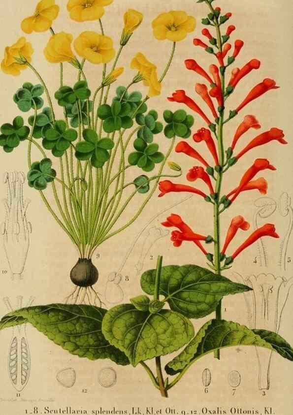 Reproducción/Reproduction 49265082536: Belgique horticole.. Liége.. 