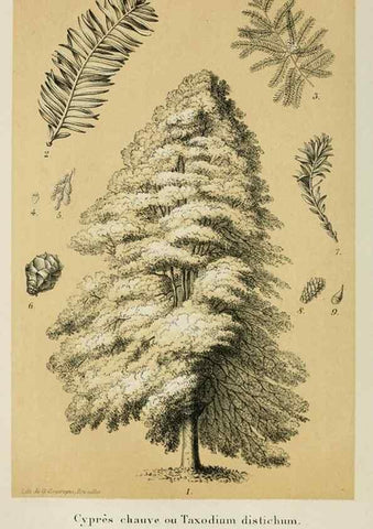 Reproducción/Reproduction 49265277017: Belgique horticole.. Liége.. 
