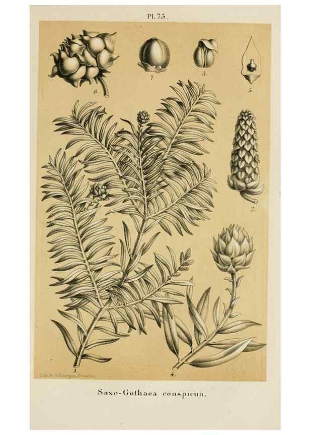 Reproducción/Reproduction 49264620903: Belgique horticole.. Liége.. 