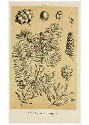 Reproducción/Reproduction 49264620903: Belgique horticole.. Liége.. 