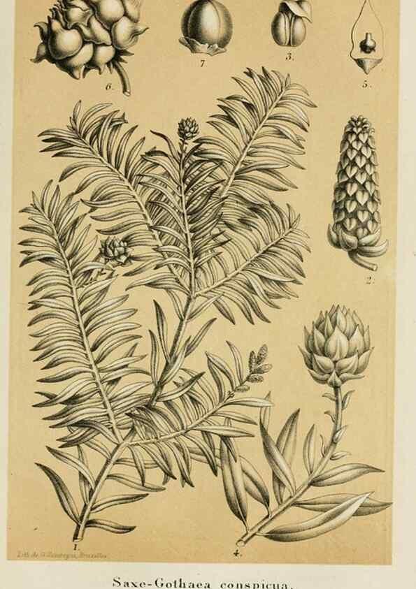 Reproducción/Reproduction 49264620903: Belgique horticole.. Liége.. 