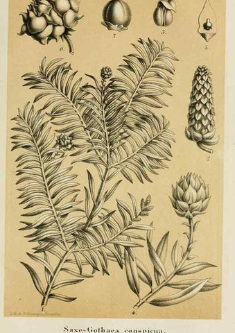 Reproducción/Reproduction 49264620903: Belgique horticole.. Liége.. 