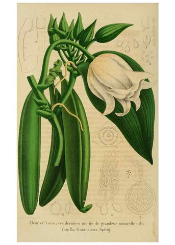 Reproducción/Reproduction 49265277732: Belgique horticole.. Liége.. 