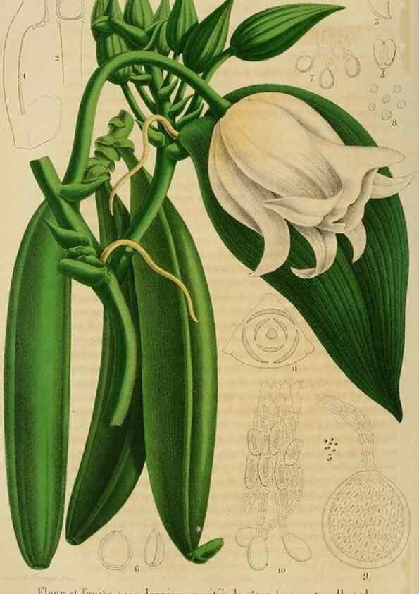 Reproducción/Reproduction 49265277732: Belgique horticole.. Liége.. 