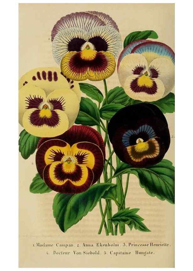 Reproducción/Reproduction 49265083921: Belgique horticole.. Liége.. 