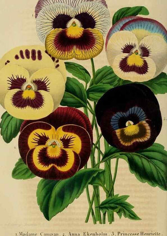 Reproducción/Reproduction 49265083921: Belgique horticole.. Liége.. 