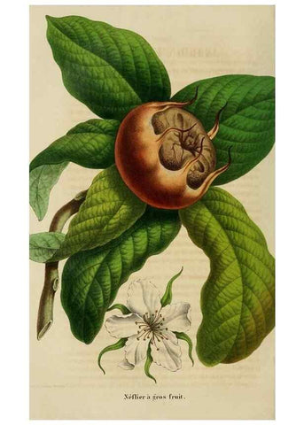 Reproducción/Reproduction 49265081256: Belgique horticole.. Liége.. 
