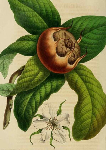 Reproducción/Reproduction 49265081256: Belgique horticole.. Liége.. 