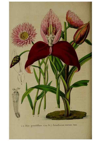 Reproducción/Reproduction 49265148416: Belgique horticole.. Liége.. 