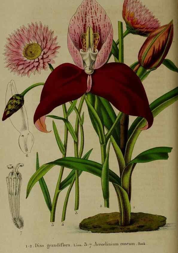 Reproducción/Reproduction 49265148416: Belgique horticole.. Liége.. 