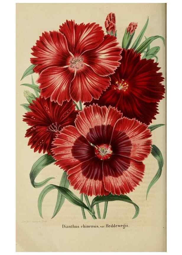 Reproducción/Reproduction 49263820398: Belgique horticole.. Liége.. 