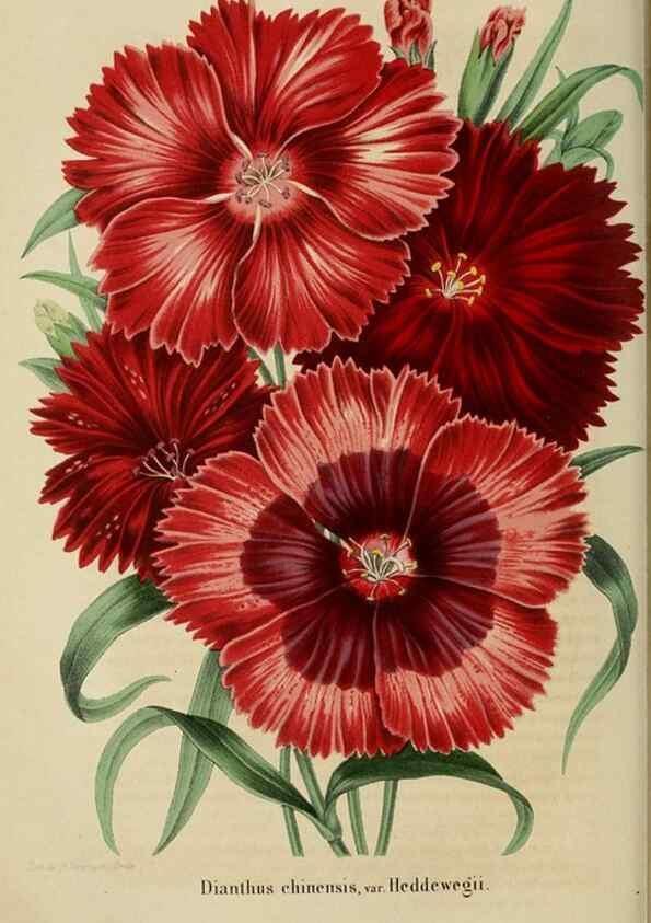 Reproducción/Reproduction 49263820398: Belgique horticole.. Liége.. 
