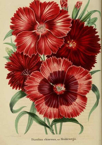 Reproducción/Reproduction 49263820398: Belgique horticole.. Liége.. 