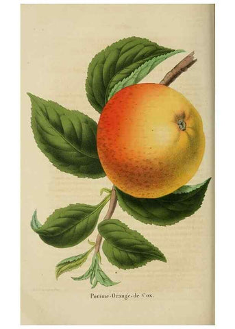 Reproducción/Reproduction 49264285591: Belgique horticole.. Liége.. 