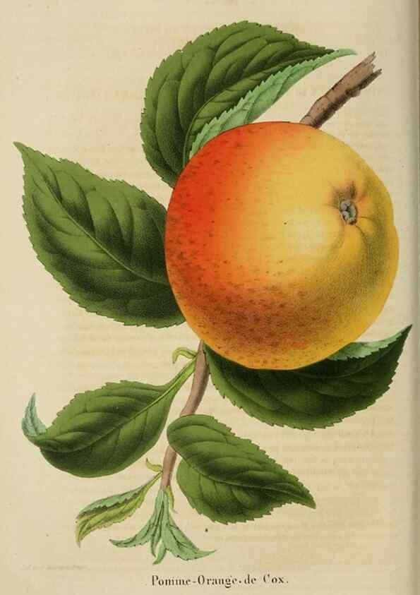 Reproducción/Reproduction 49264285591: Belgique horticole.. Liége.. 