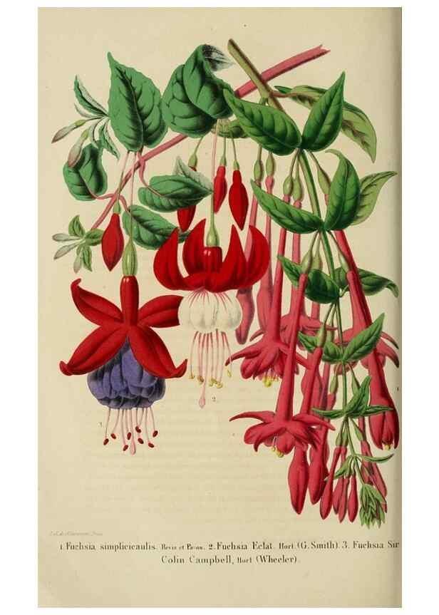 Reproducción/Reproduction 49263821103: Belgique horticole.. Liége.. 