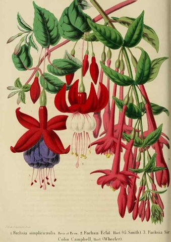 Reproducción/Reproduction 49263821103: Belgique horticole.. Liége.. 