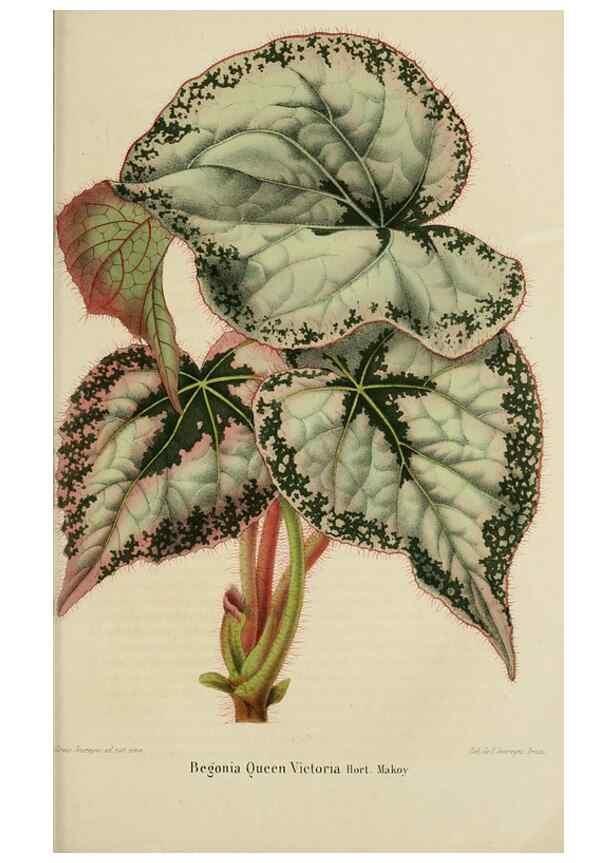 Reproducción/Reproduction 49264479587: Belgique horticole.. Liége.. 