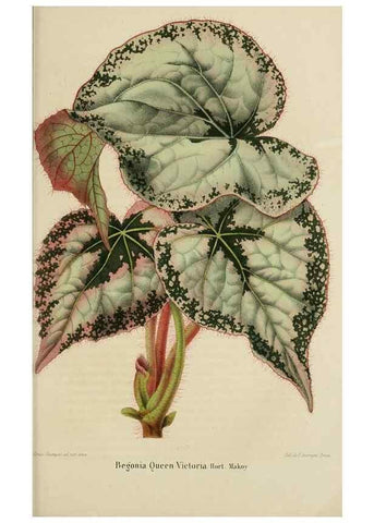 Reproducción/Reproduction 49264479587: Belgique horticole.. Liége.. 