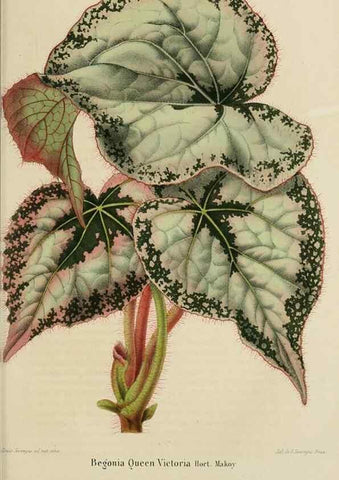 Reproducción/Reproduction 49264479587: Belgique horticole.. Liége.. 
