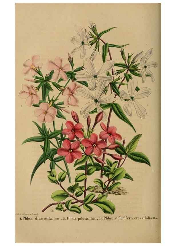 Reproducción/Reproduction 49264480012: Belgique horticole.. Liége.. 
