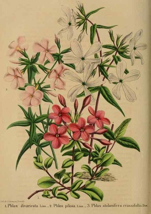 Reproducción/Reproduction 49264480012: Belgique horticole.. Liége.. 
