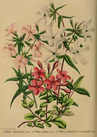 Reproducción/Reproduction 49264480012: Belgique horticole.. Liége.. 