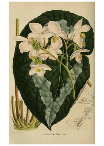 Reproducción/Reproduction 49264480427: Belgique horticole.. Liége.. 